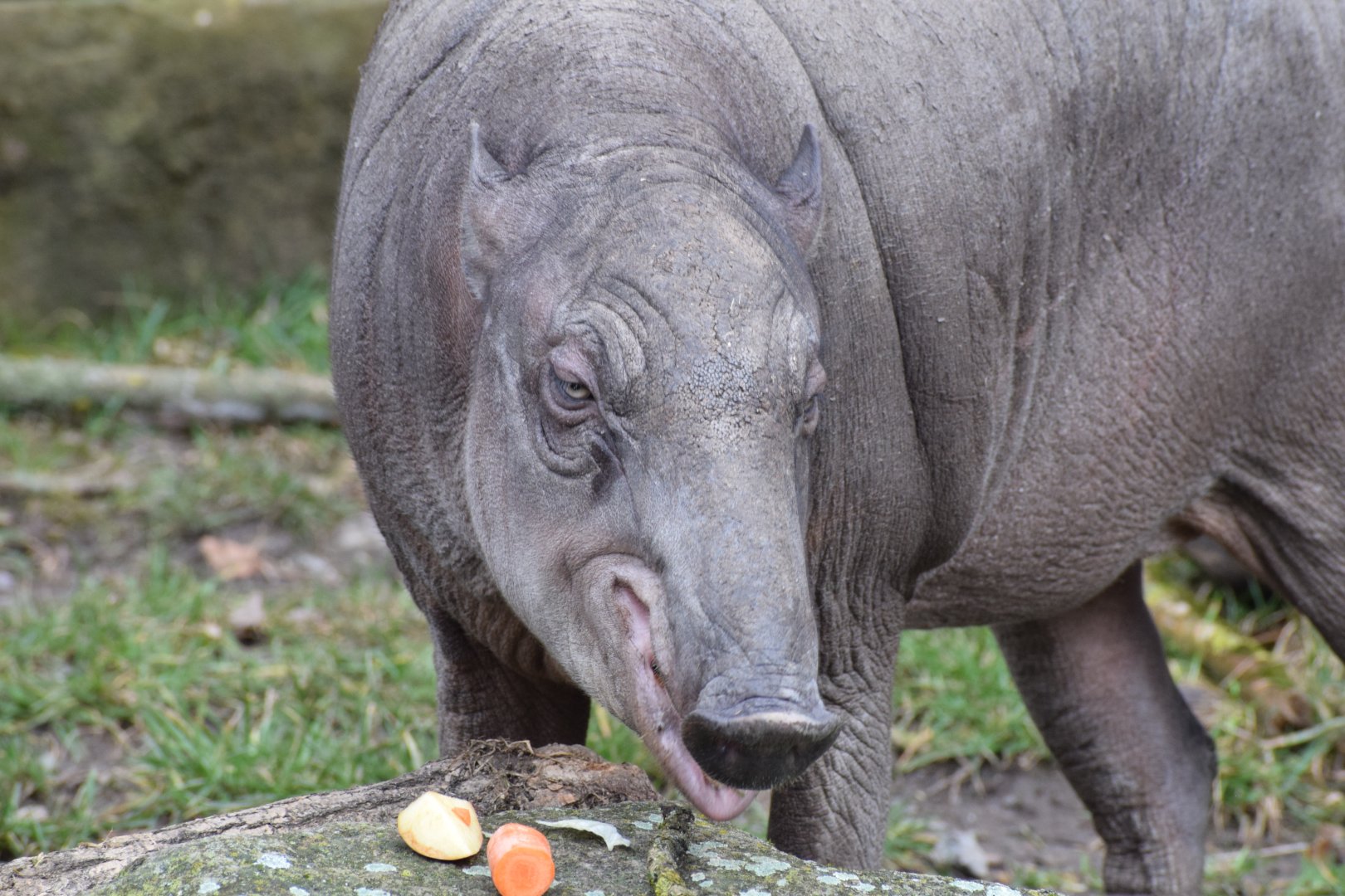 Sulawesi babirusa
