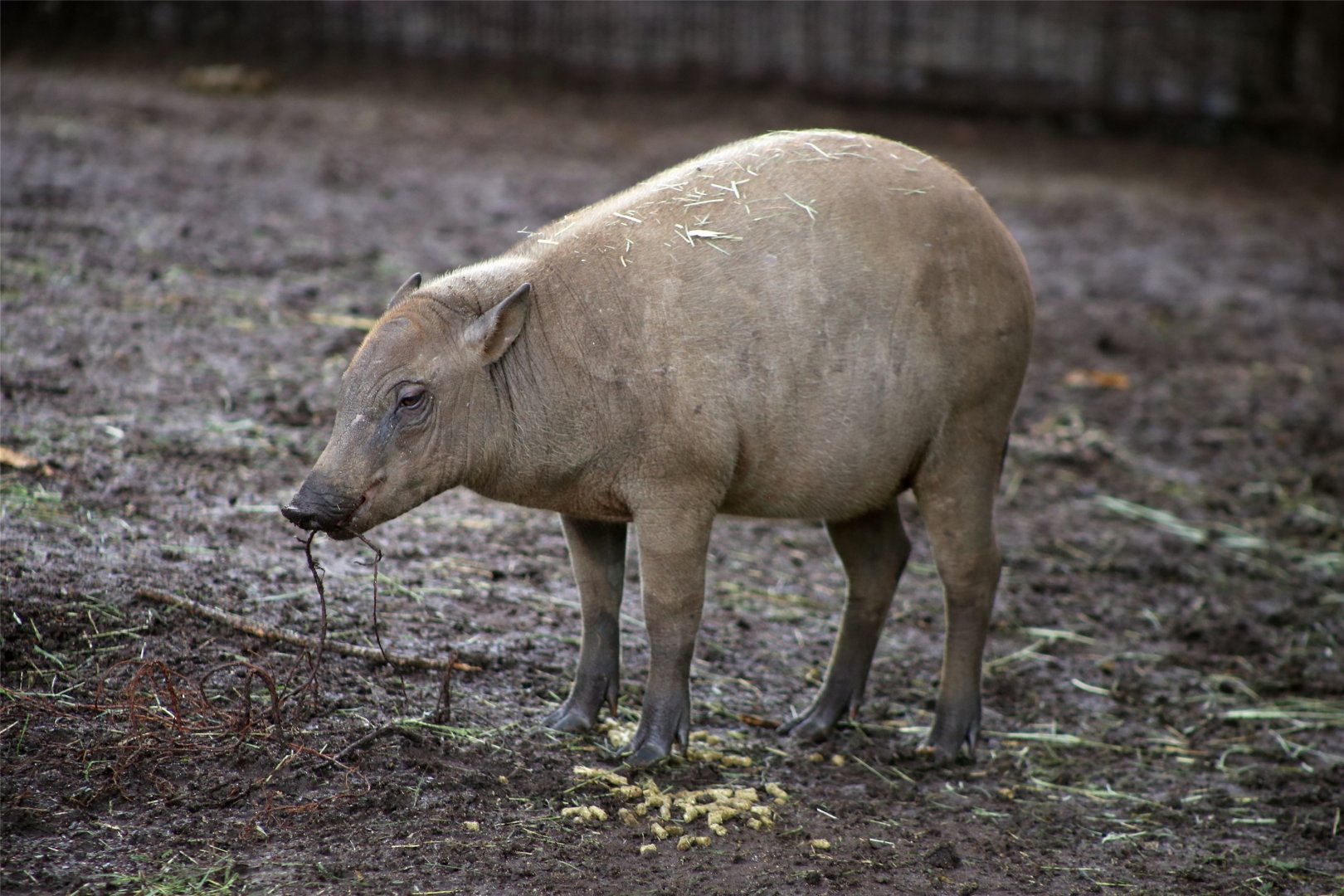 Sulawesi Babirusa