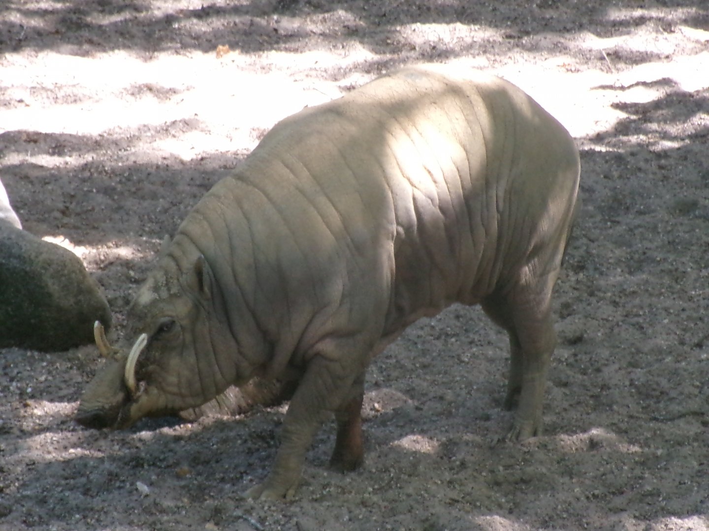 Sulawesi babirusa