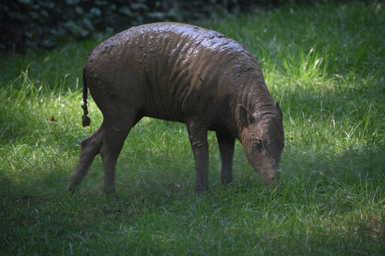 Sulawesi babirusa