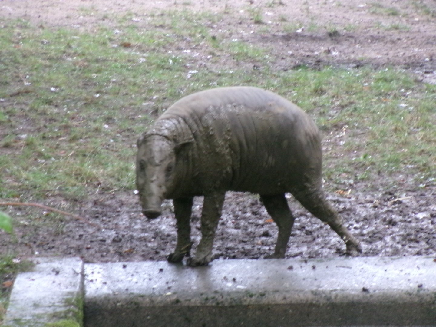 Sulawesi babirusa
