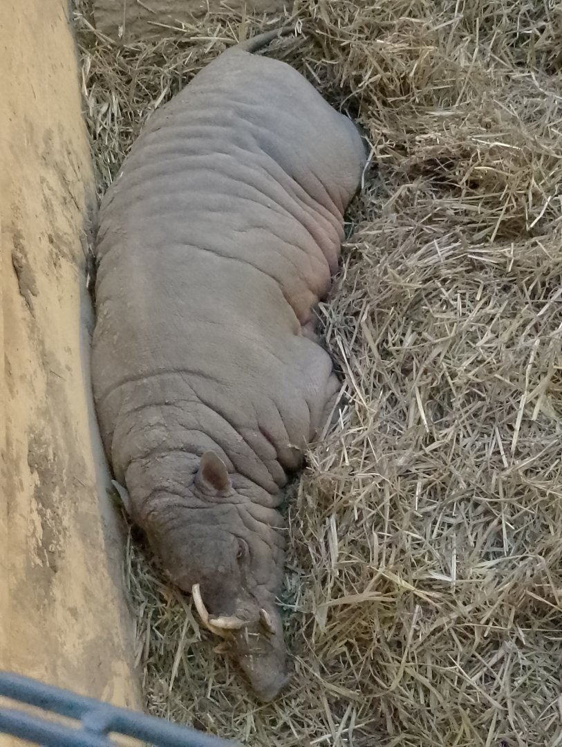 Sulawesi babirusa