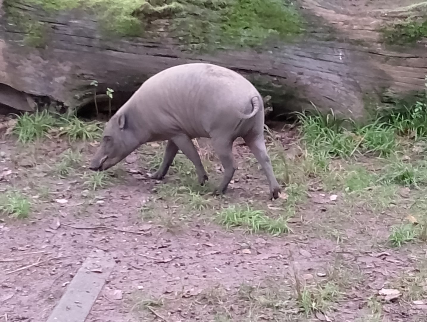 Sulawesi babirusa