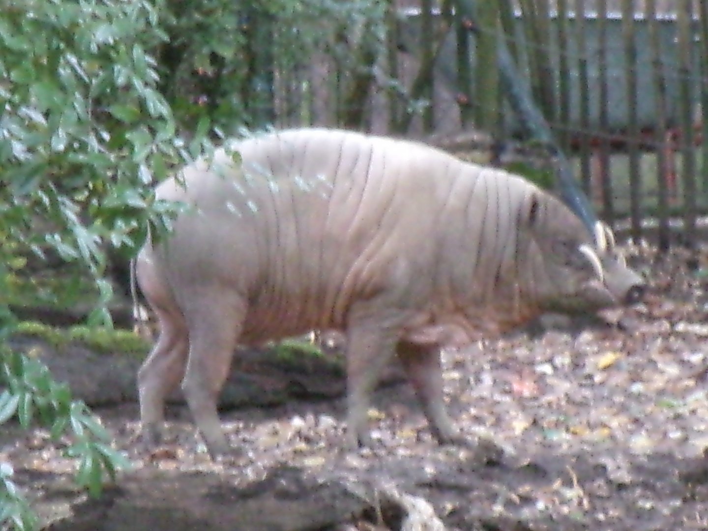 Sulawesi babirusa