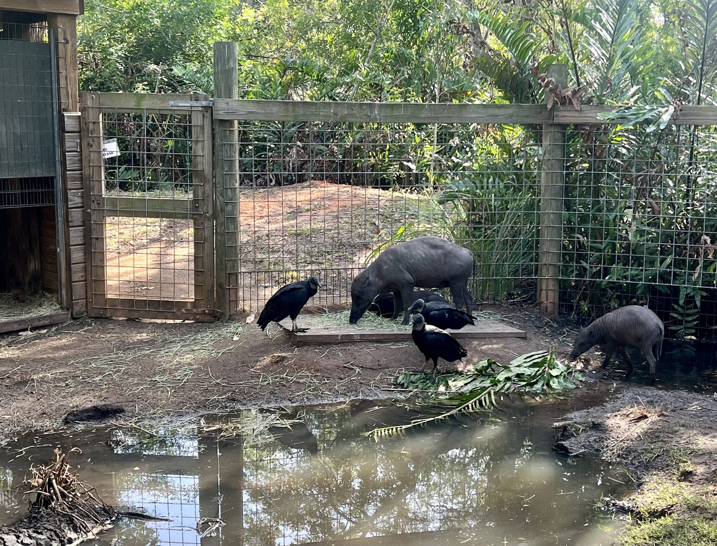 Sulawesi Babirusas and Black Vultures