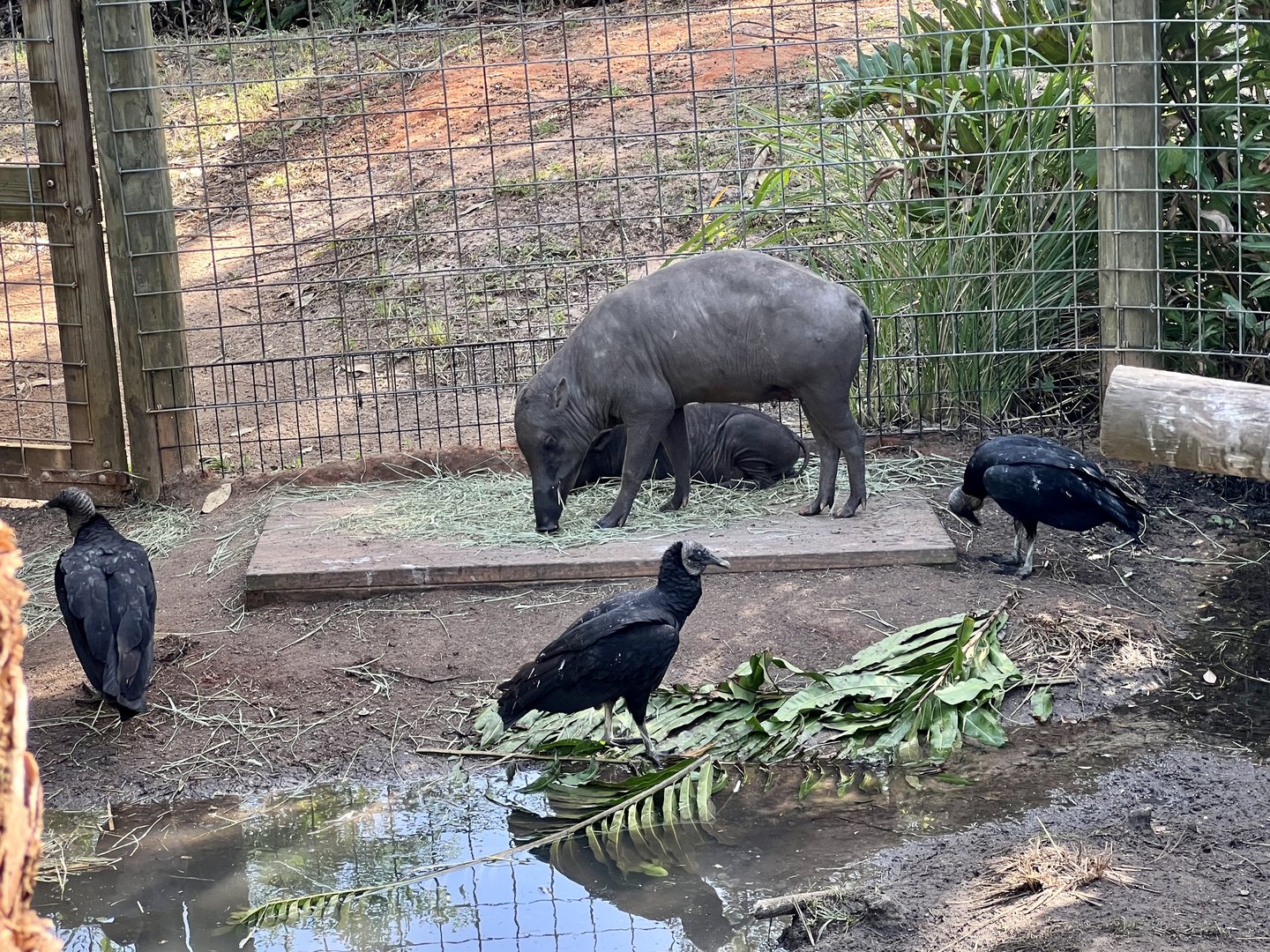 Sulawesi Babirusas and Black Vultures