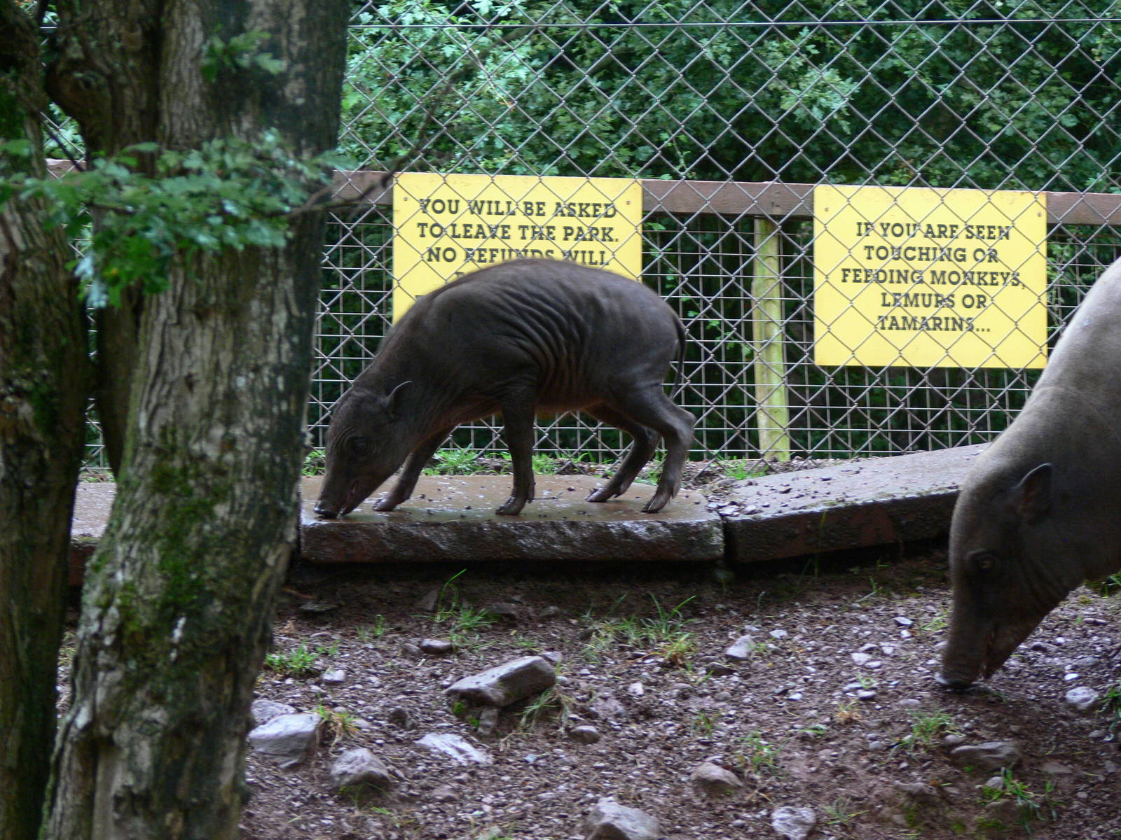 Sulawesi Babirusa's at South Lakes, 04/07/14