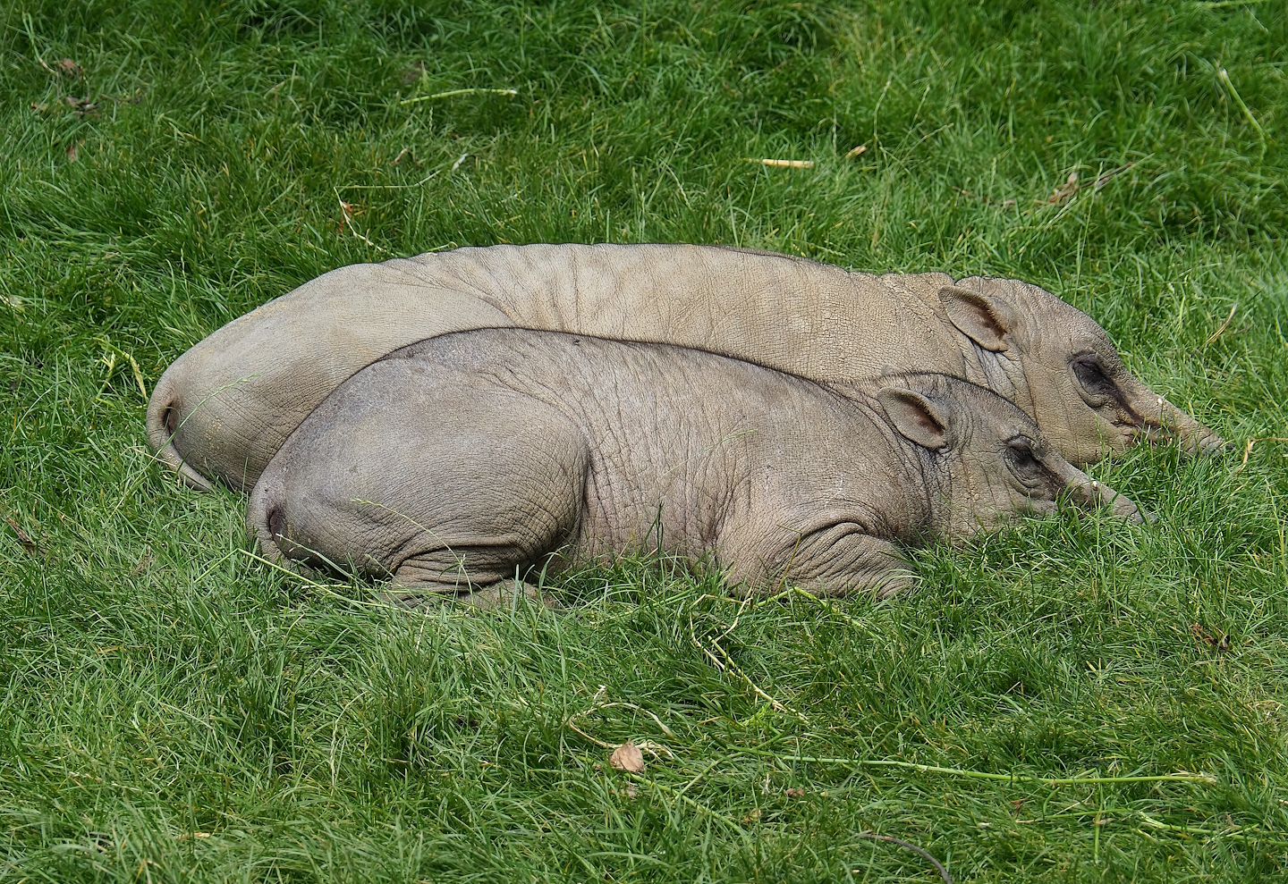 Sulawesi babirusas (Babyrousa celebensis), 2022-07-10