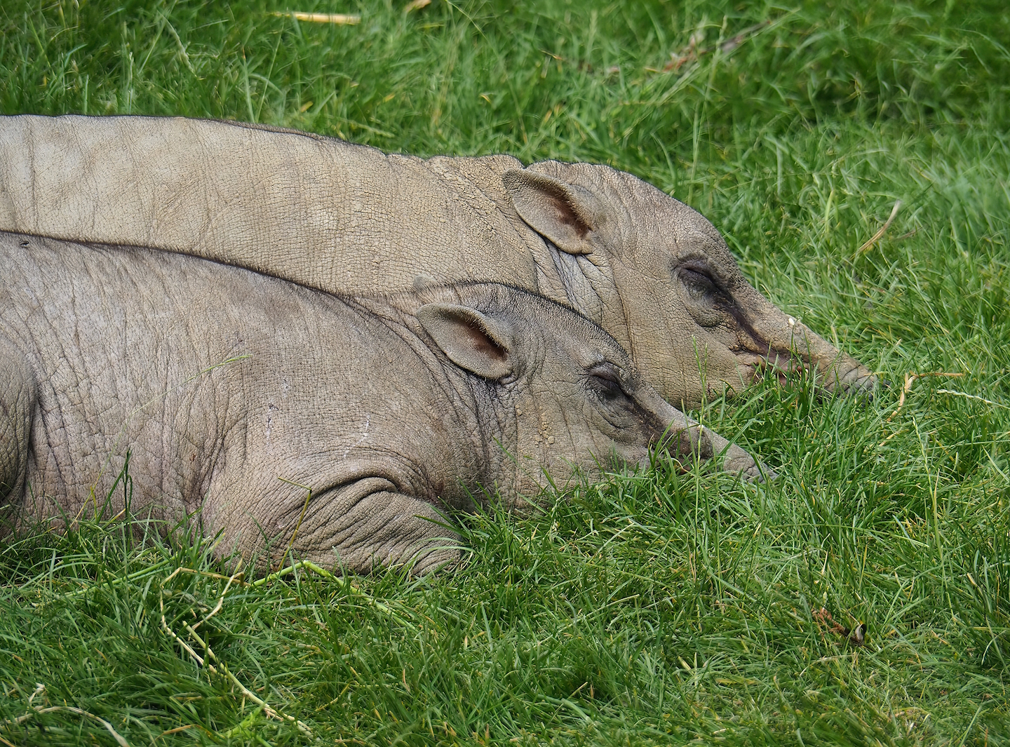 Sulawesi babirusas (Babyrousa celebensis), 2022-07-10