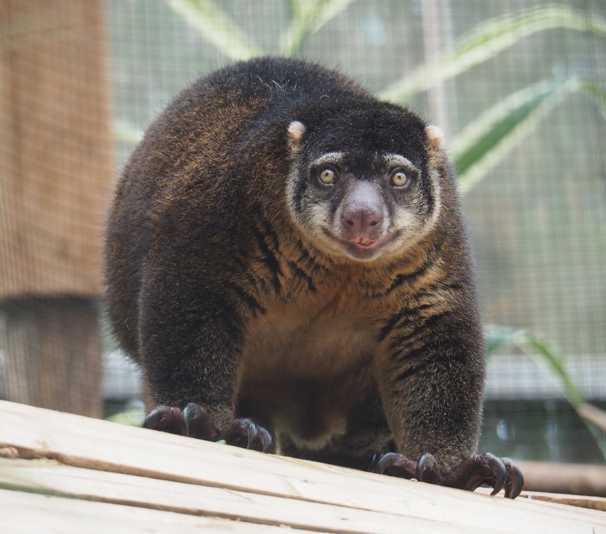 Sulawesi bear cuscus (Ailurops ursinus), 2020-09-03