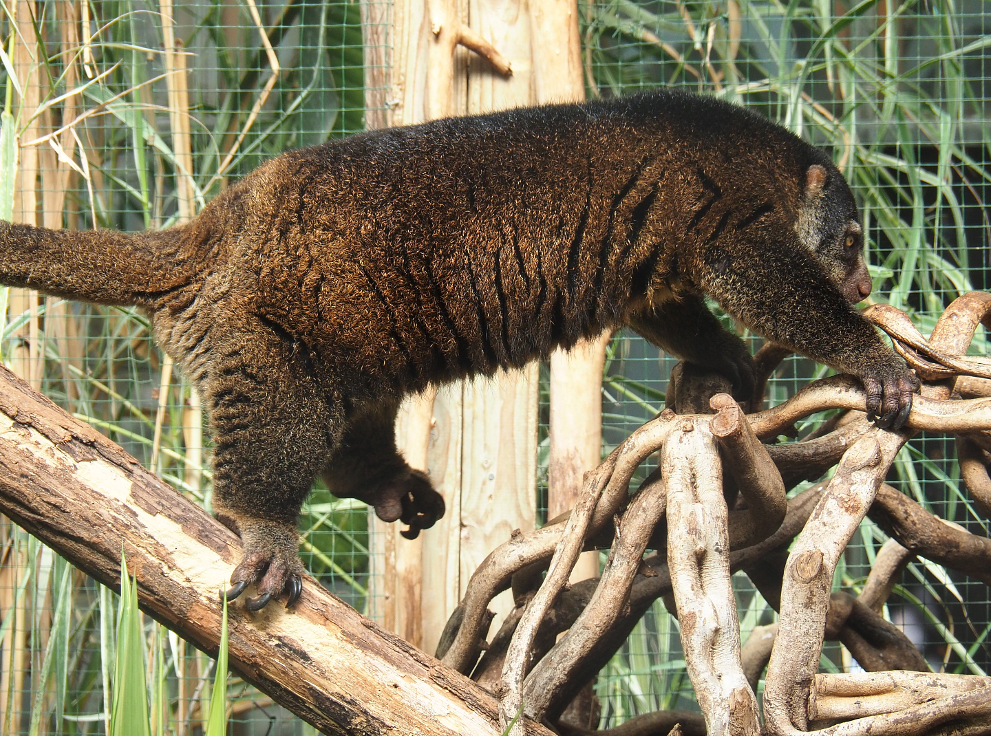 Sulawesi bear cuscus (Ailurops ursinus), 2022-06-28
