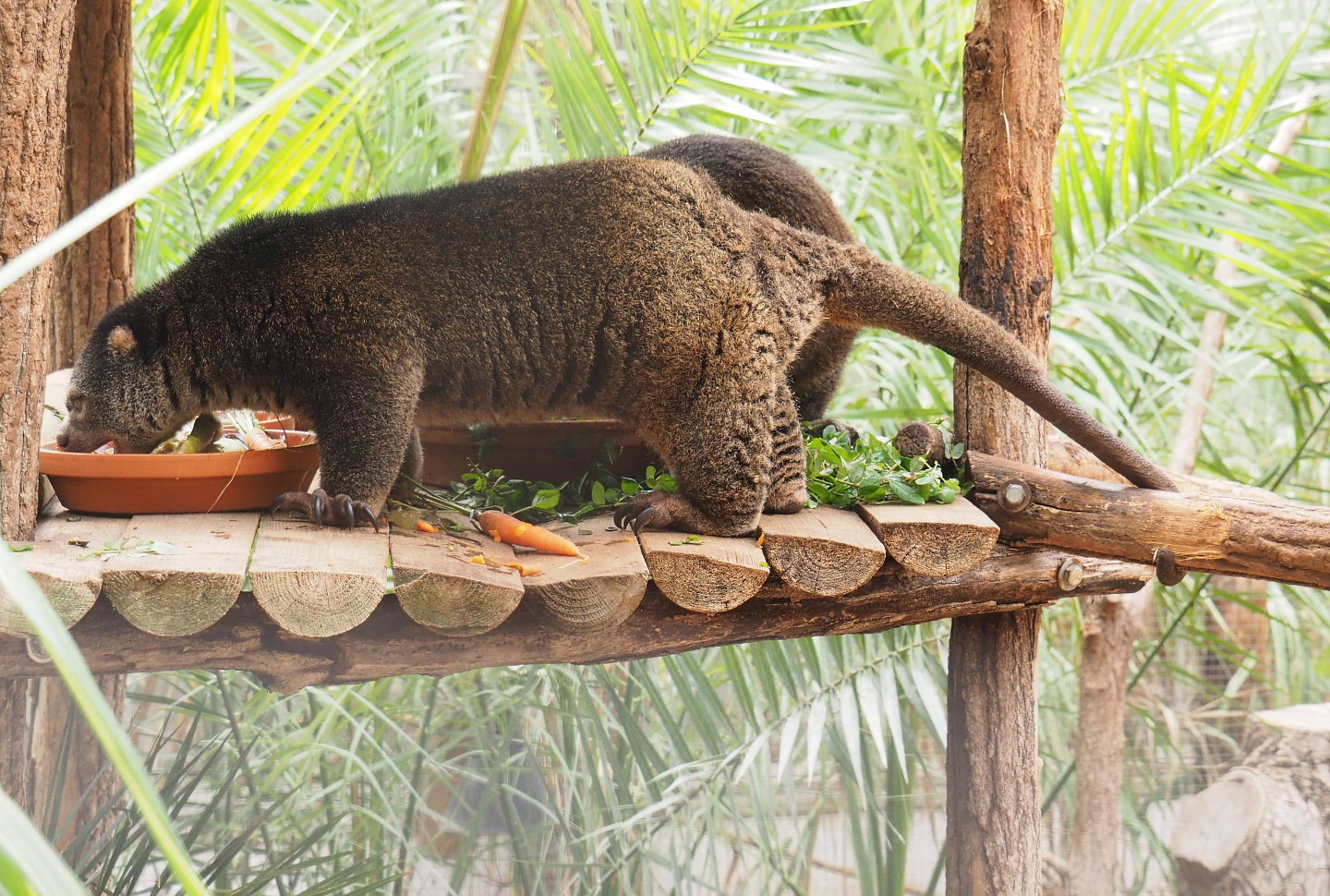 Sulawesi bear cuscus (Ailurops ursinus), 2022-09-15