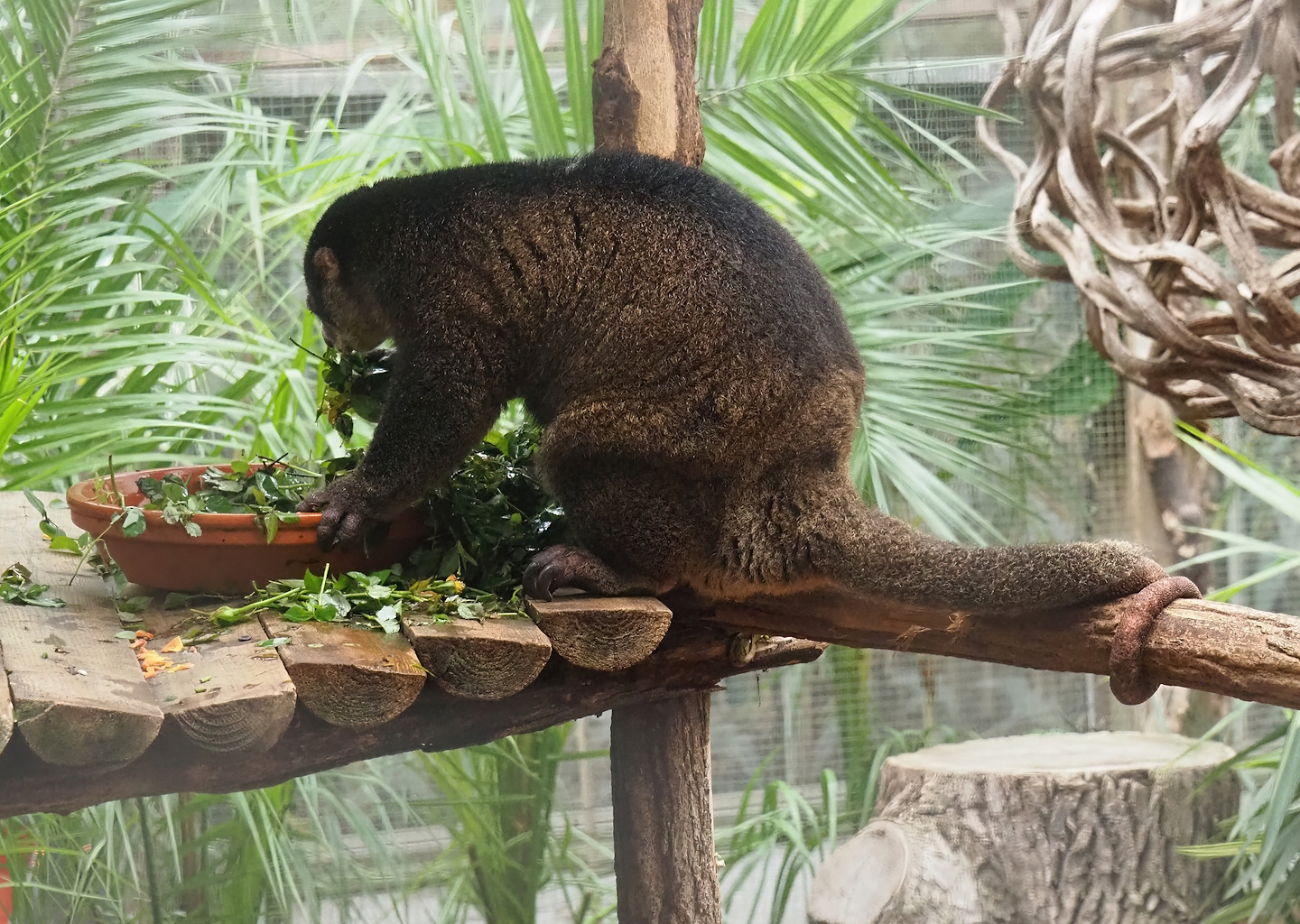 Sulawesi Bear cuscus (Ailurops ursinus), 2023-10-13