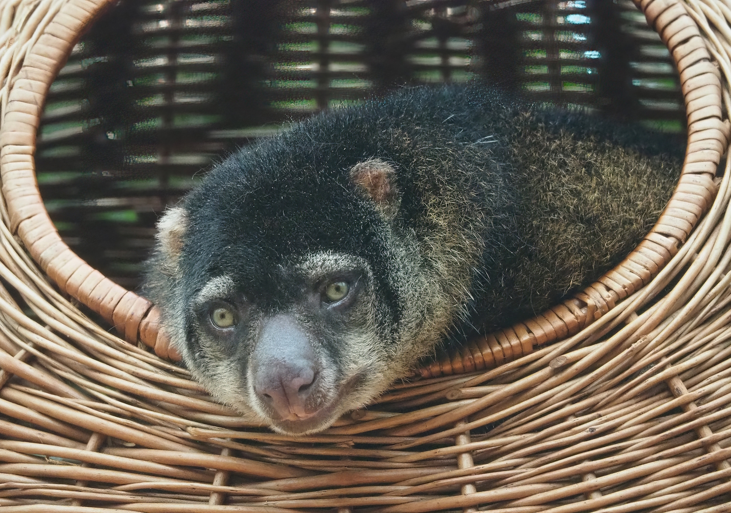 Sulawesi Bear cuscus (Ailurops ursinus), 2023-10-13