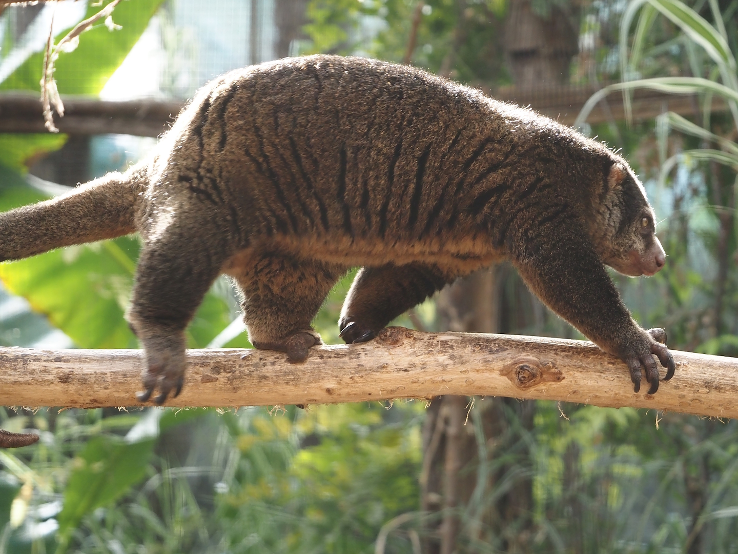 Sulawesi bear cuscus (Ailurops ursinus), 2024-09-17