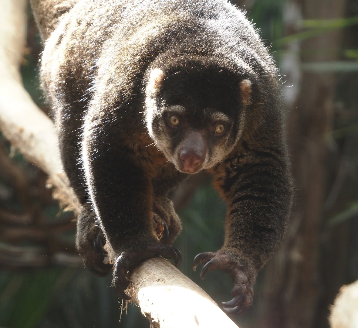 Sulawesi bear cuscus (Ailurops ursinus), 2024-09-17