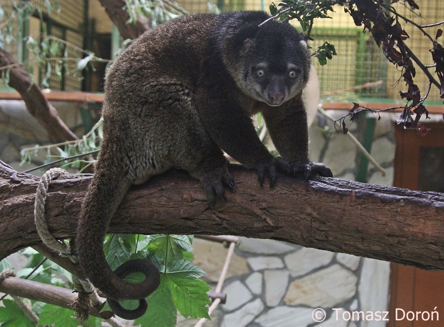 Sulawesi Bear Cuscus (Ailurops ursinus), October 2017