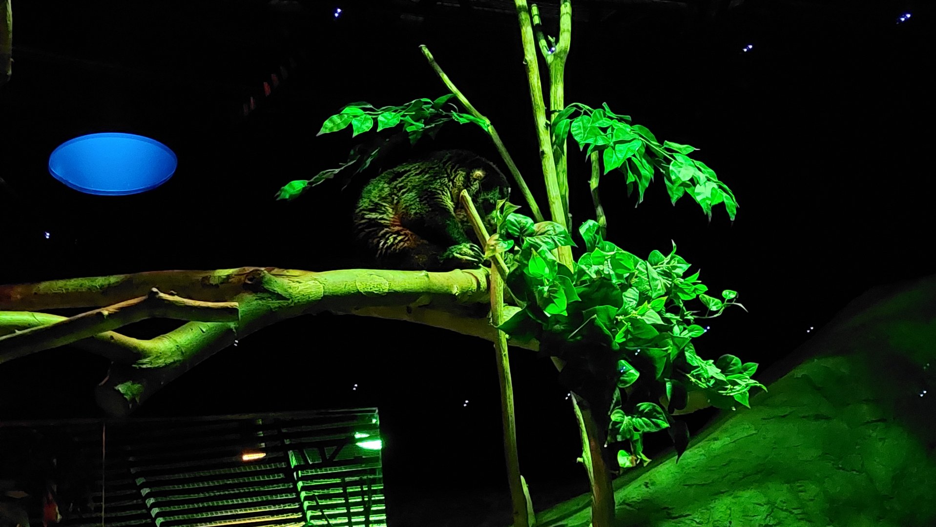 Sulawesi Bear Cuscus (Ailurops ursinus)