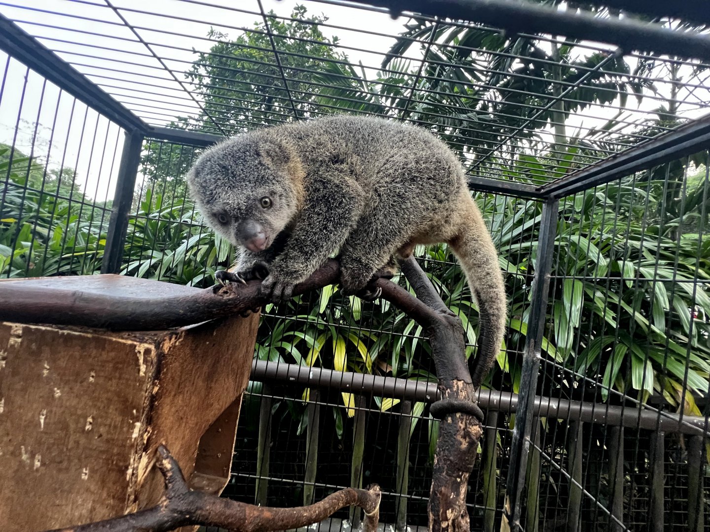 Sulawesi bear cuscus (Ailurops ursinus)