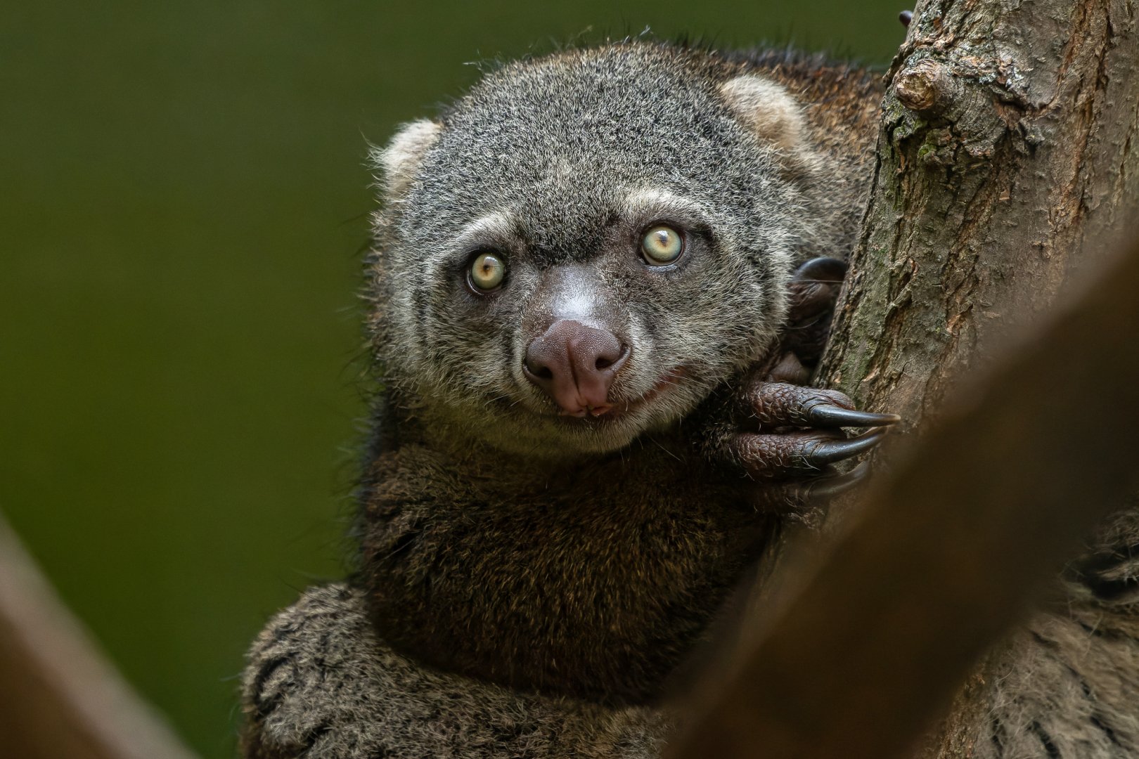 Sulawesi bear cuscus (Ailurops ursinus)
