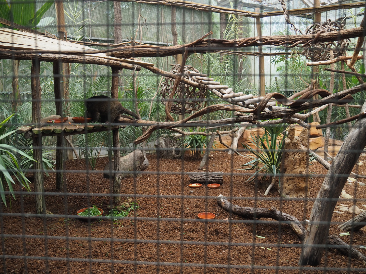 Sulawesi bear cuscus and Javan mouse deer exhibit, 2020-09-03
