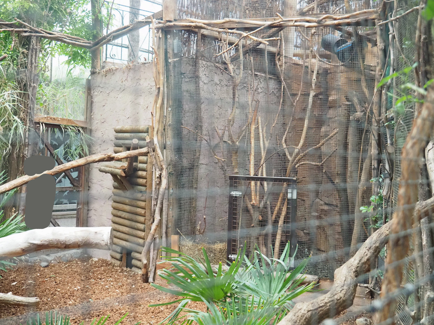 Sulawesi bear cuscus and Javan mouse deer separation areas, 2022-09-14