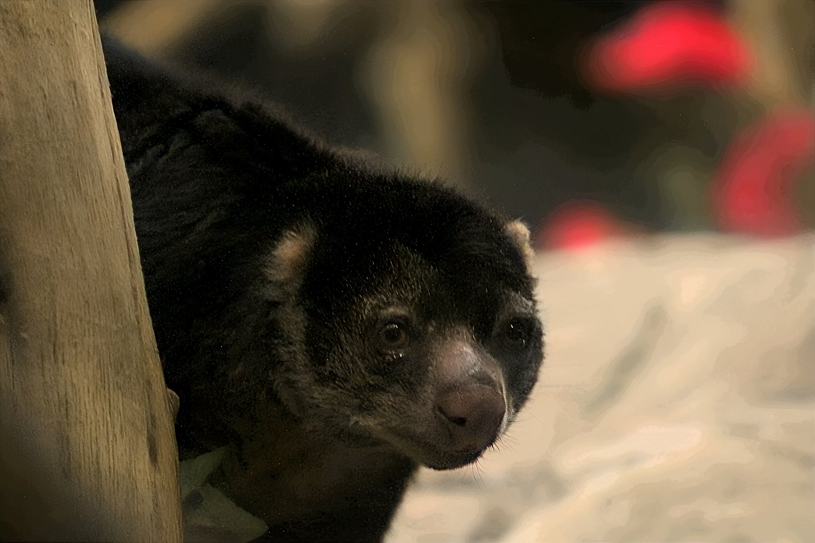 Sulawesi bear cuscus | Animals of the Night