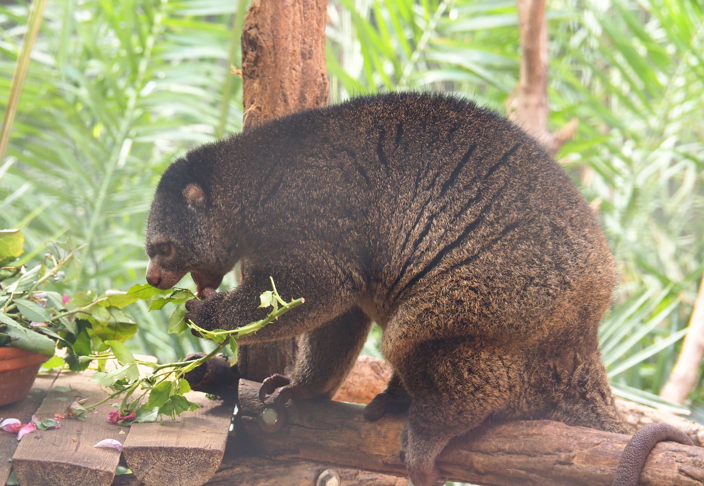 Sulawesi bear cuscus at lunch (Ailurops ursinus), 2021-09-03