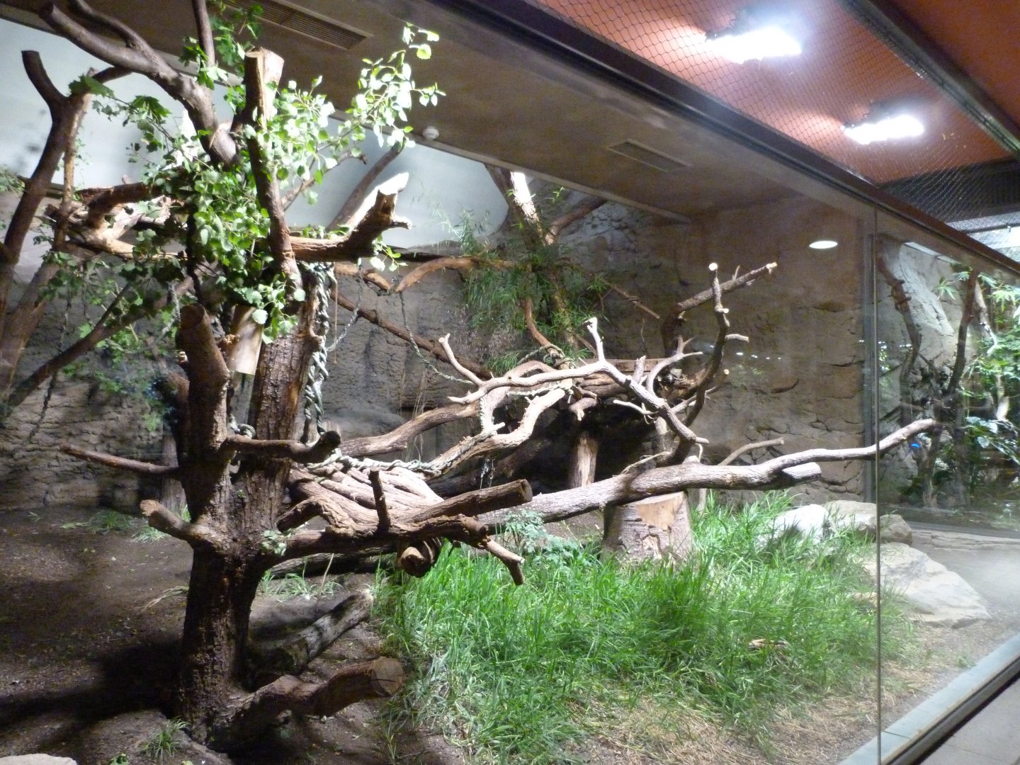 Sulawesi bear cuscus exhibit -Tierpark Berlin (2024)