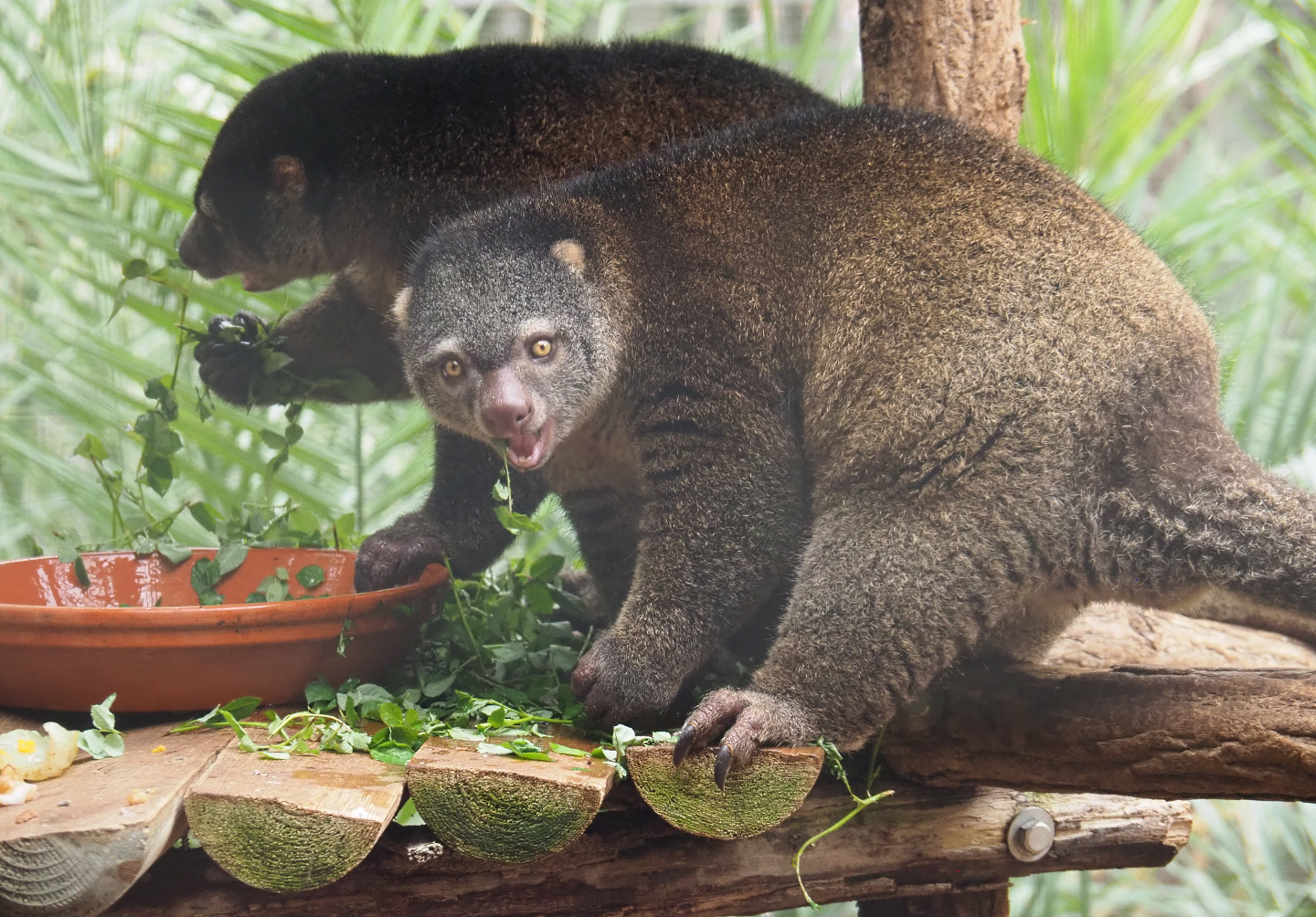 Sulawesi bear cuscus pair (Ailurops ursinus), 2020-09-03