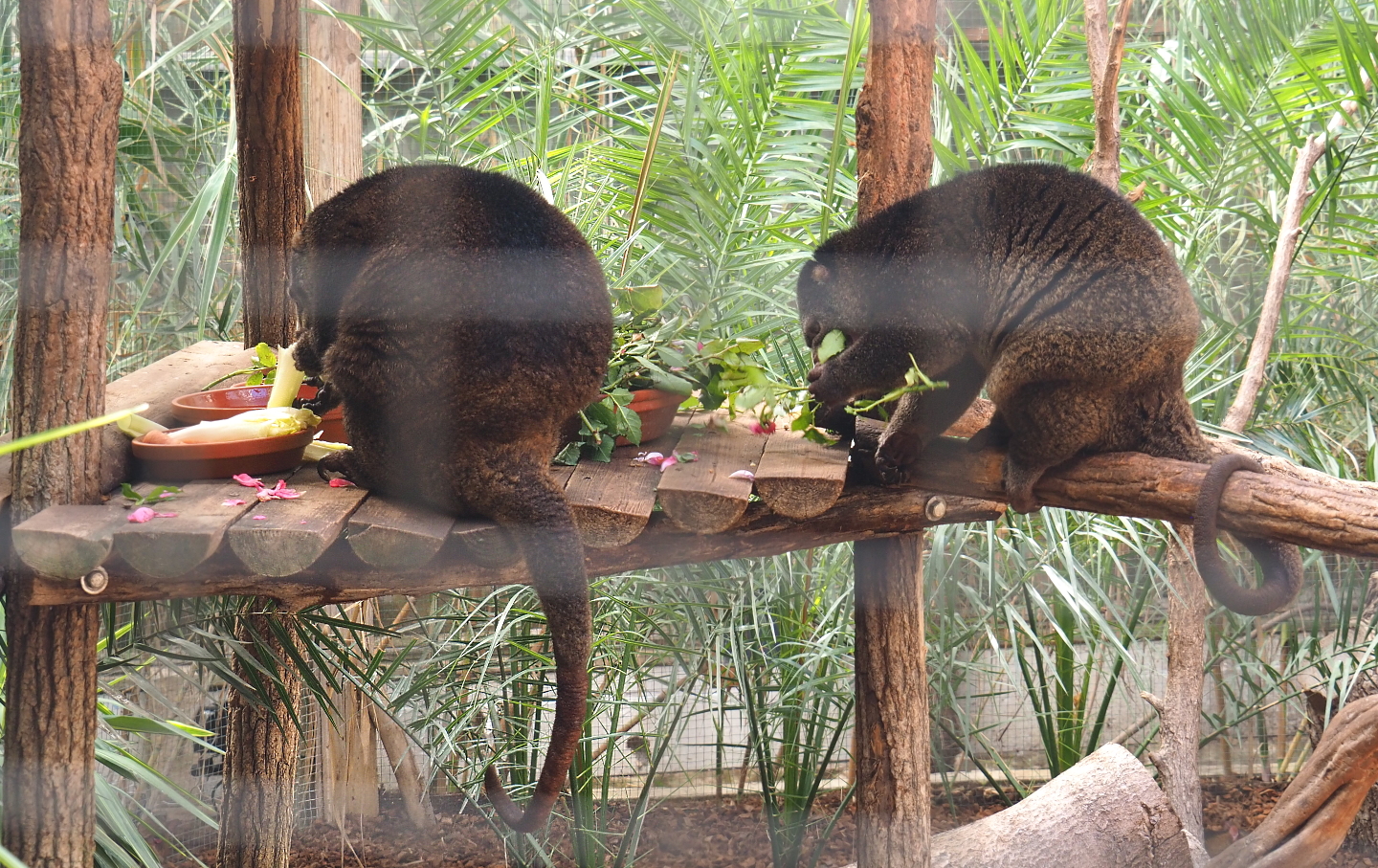 Sulawesi bear cuscus pair at lunch (Ailurops ursinus), 2021-09-03