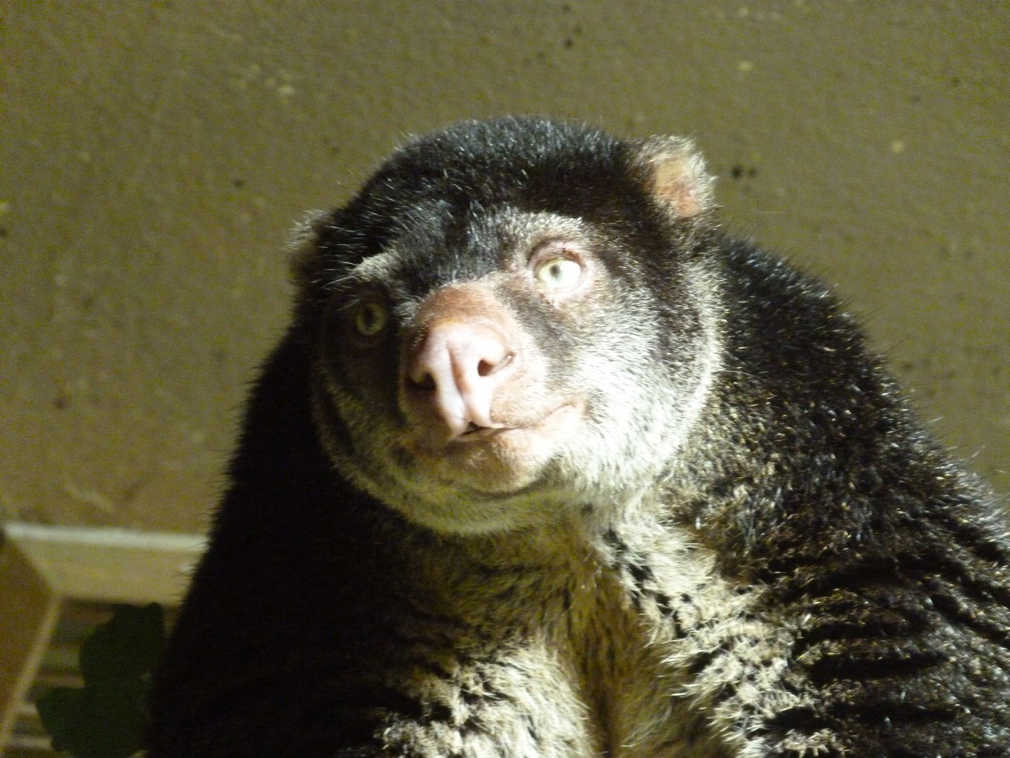 Sulawesi bear cuscus -Tierpark Berlin (2024)