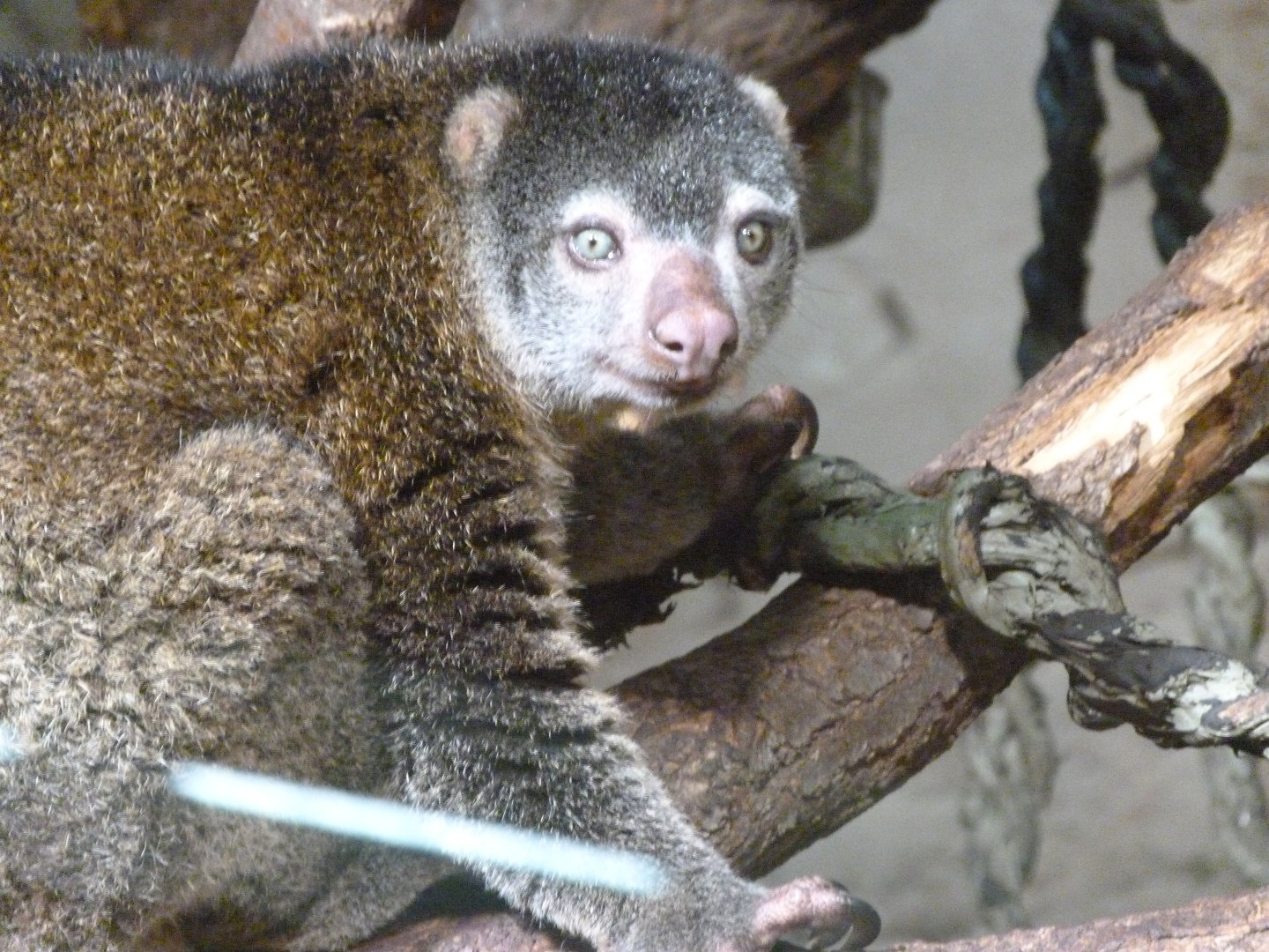 Sulawesi bear cuscus -Tierpark Berlin (2024)