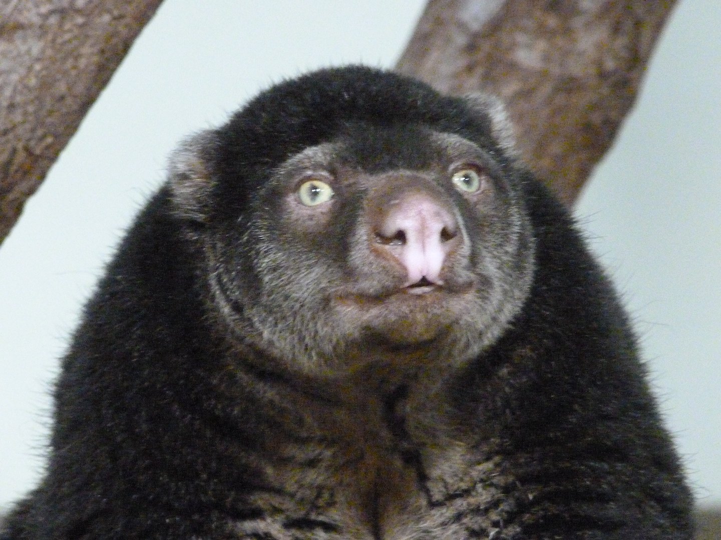 Sulawesi bear cuscus -Tierpark Berlin (2024)