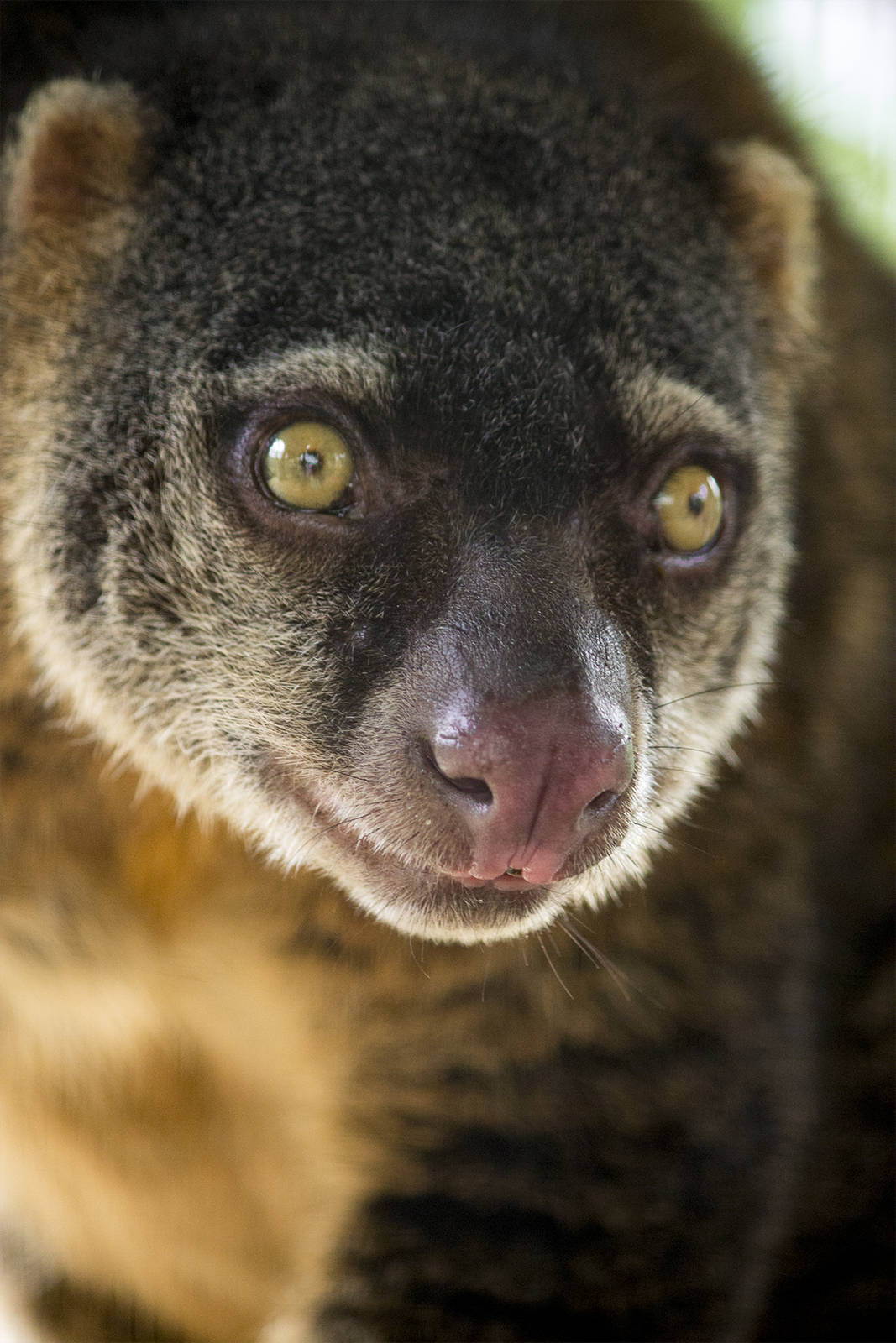 Sulawesi bear cuscus