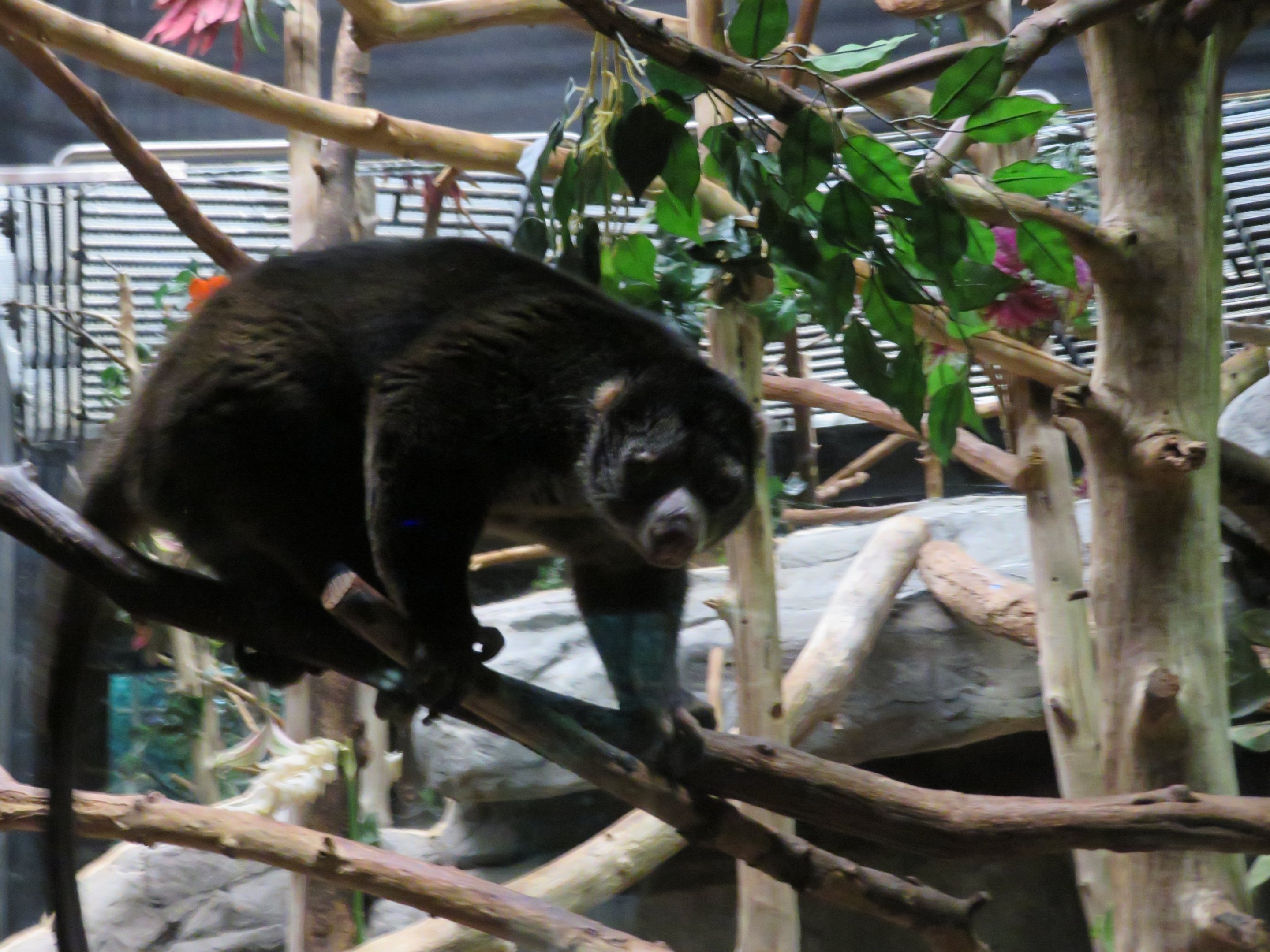 Sulawesi Bear Cuscus