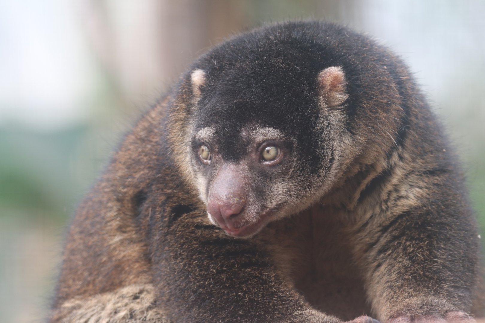 Sulawesi bear cuscus