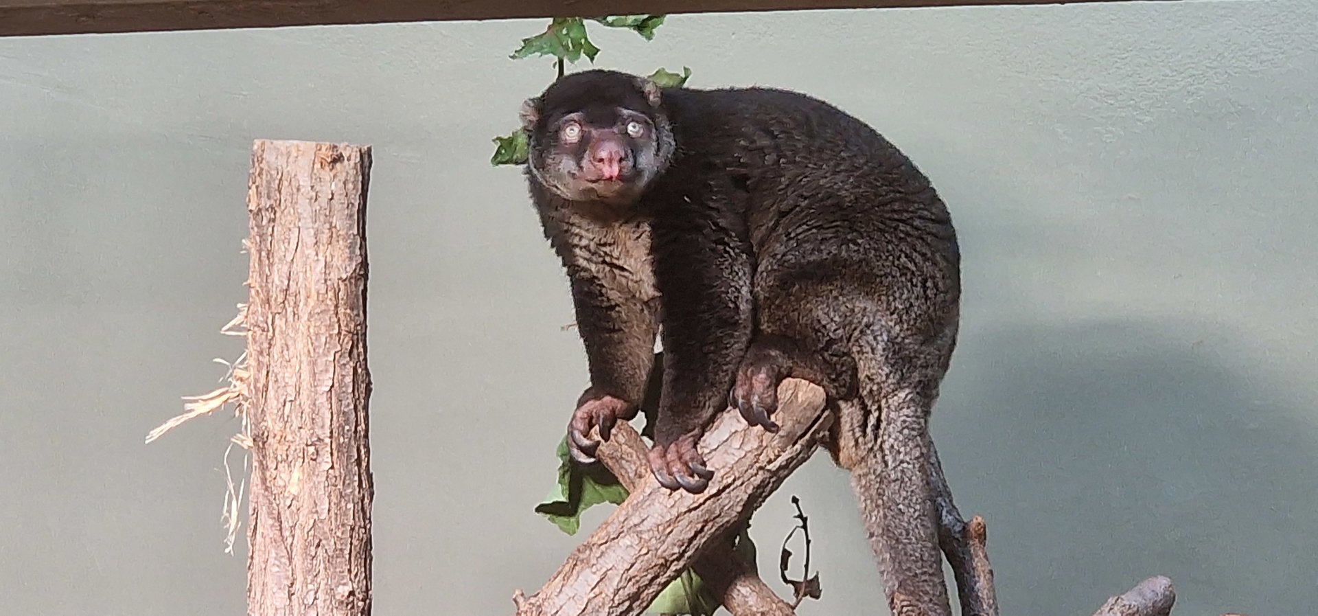 Sulawesi Bear Cuscus