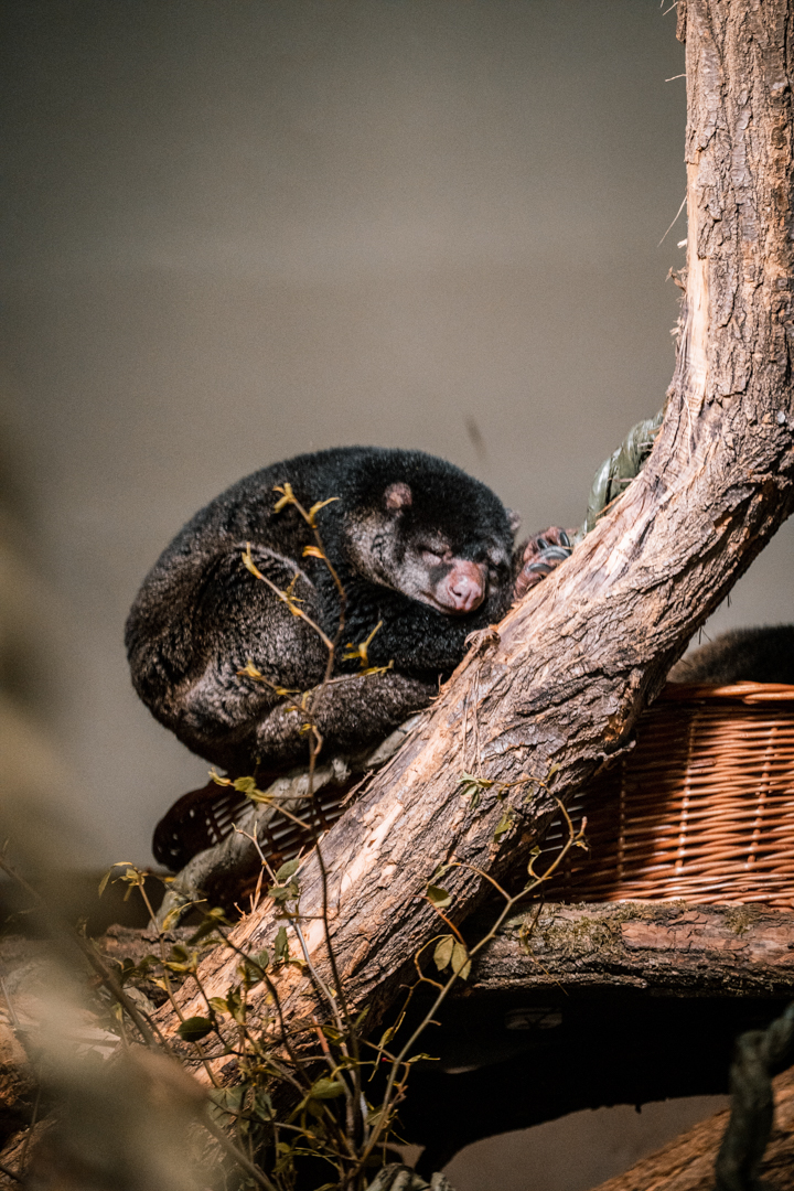 Sulawesi Bear Cuscus