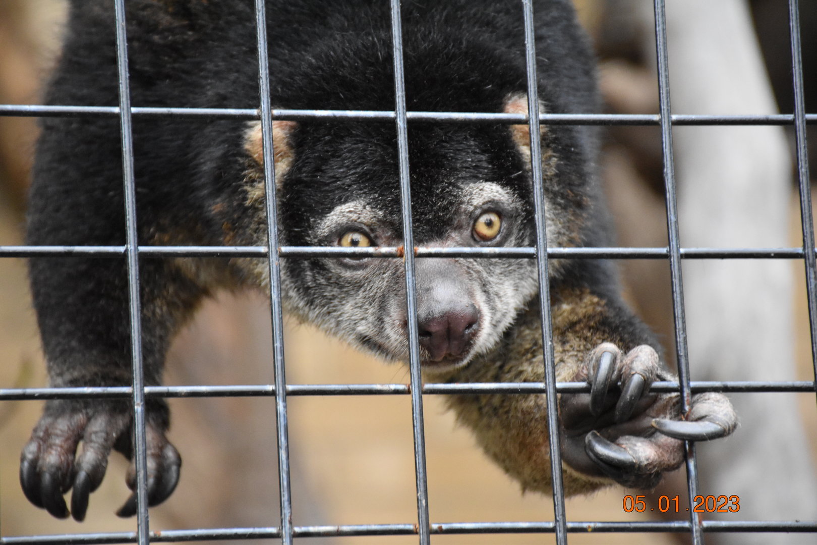 Sulawesi bear cuscus