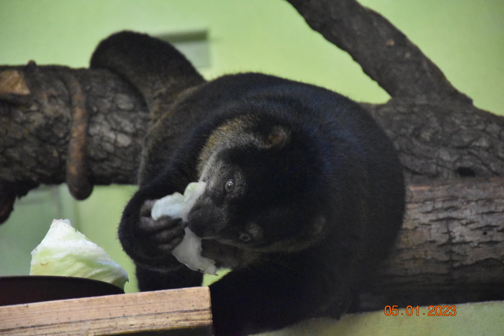 Sulawesi bear cuscus