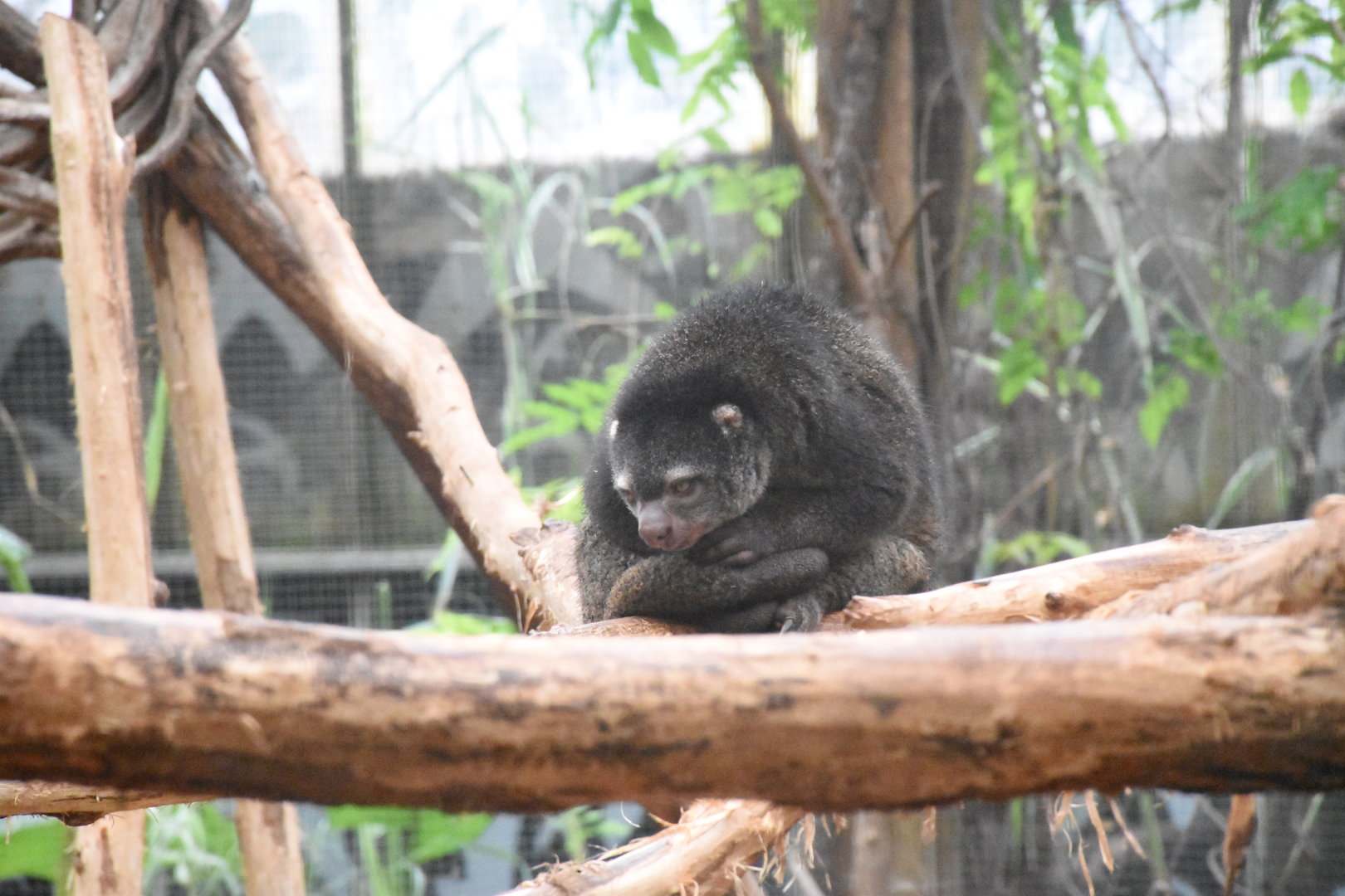 Sulawesi bear cuscus