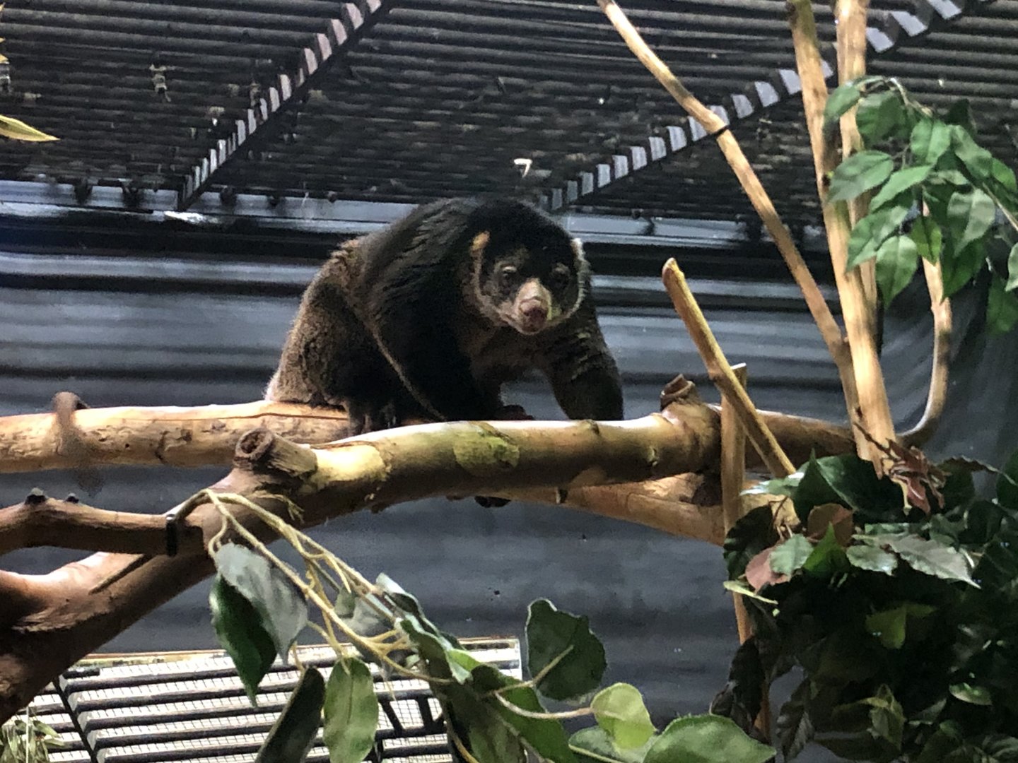 Sulawesi Bear Cuscus