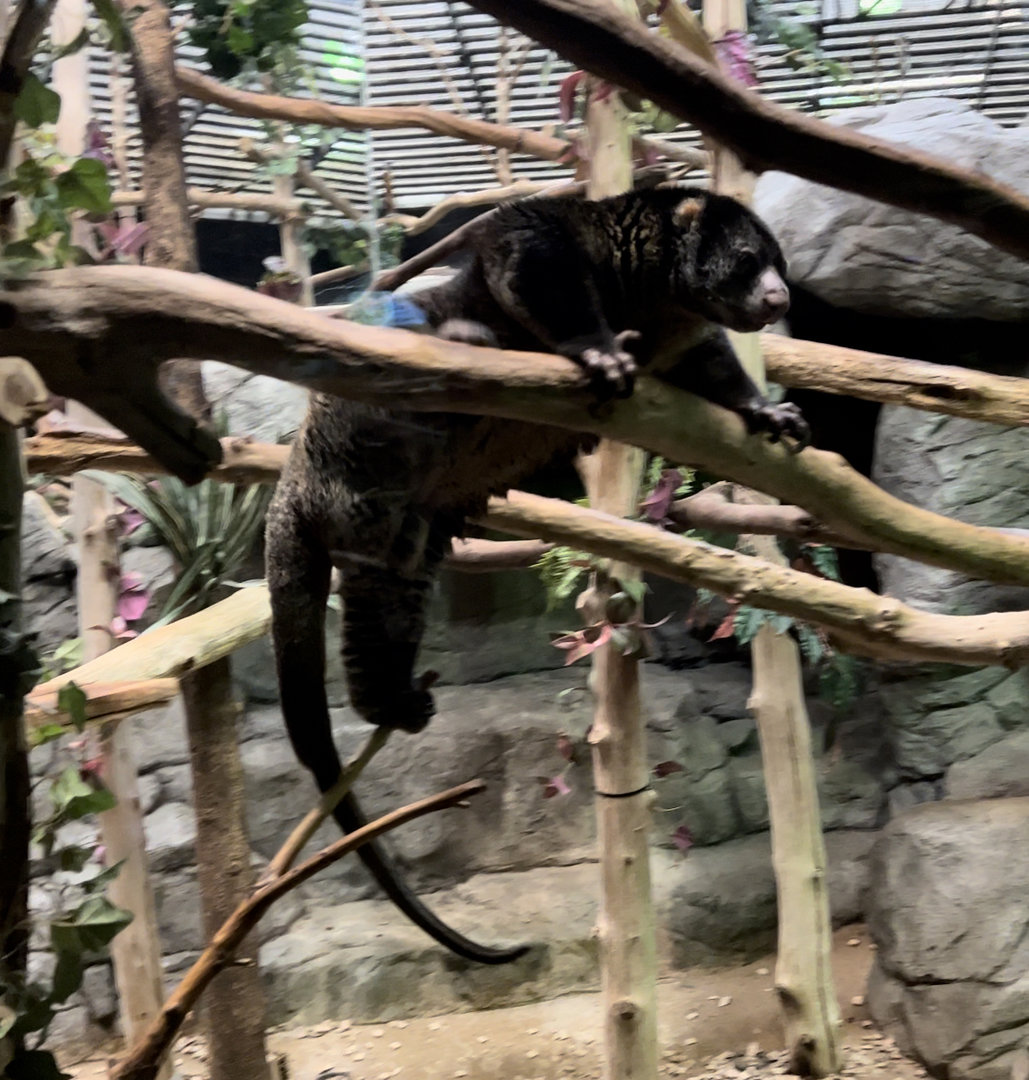 Sulawesi bear cuscus