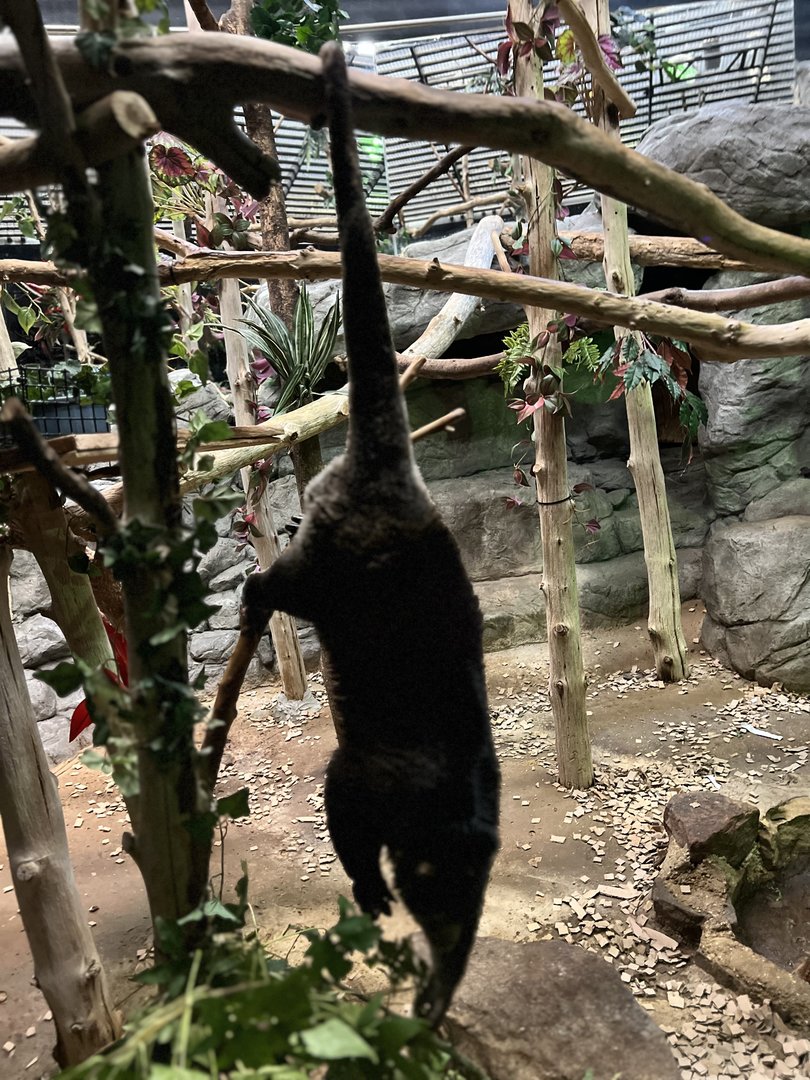 Sulawesi bear cuscus