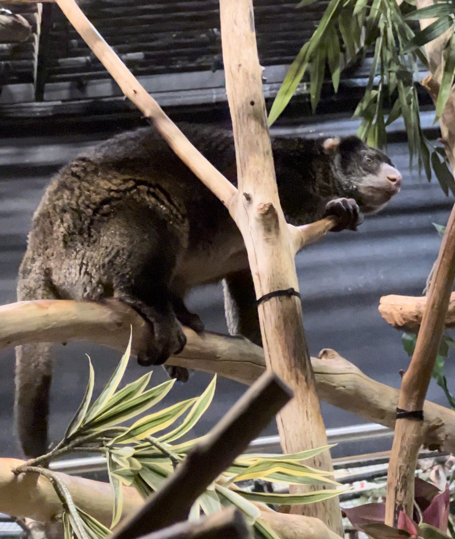 Sulawesi bear cuscus