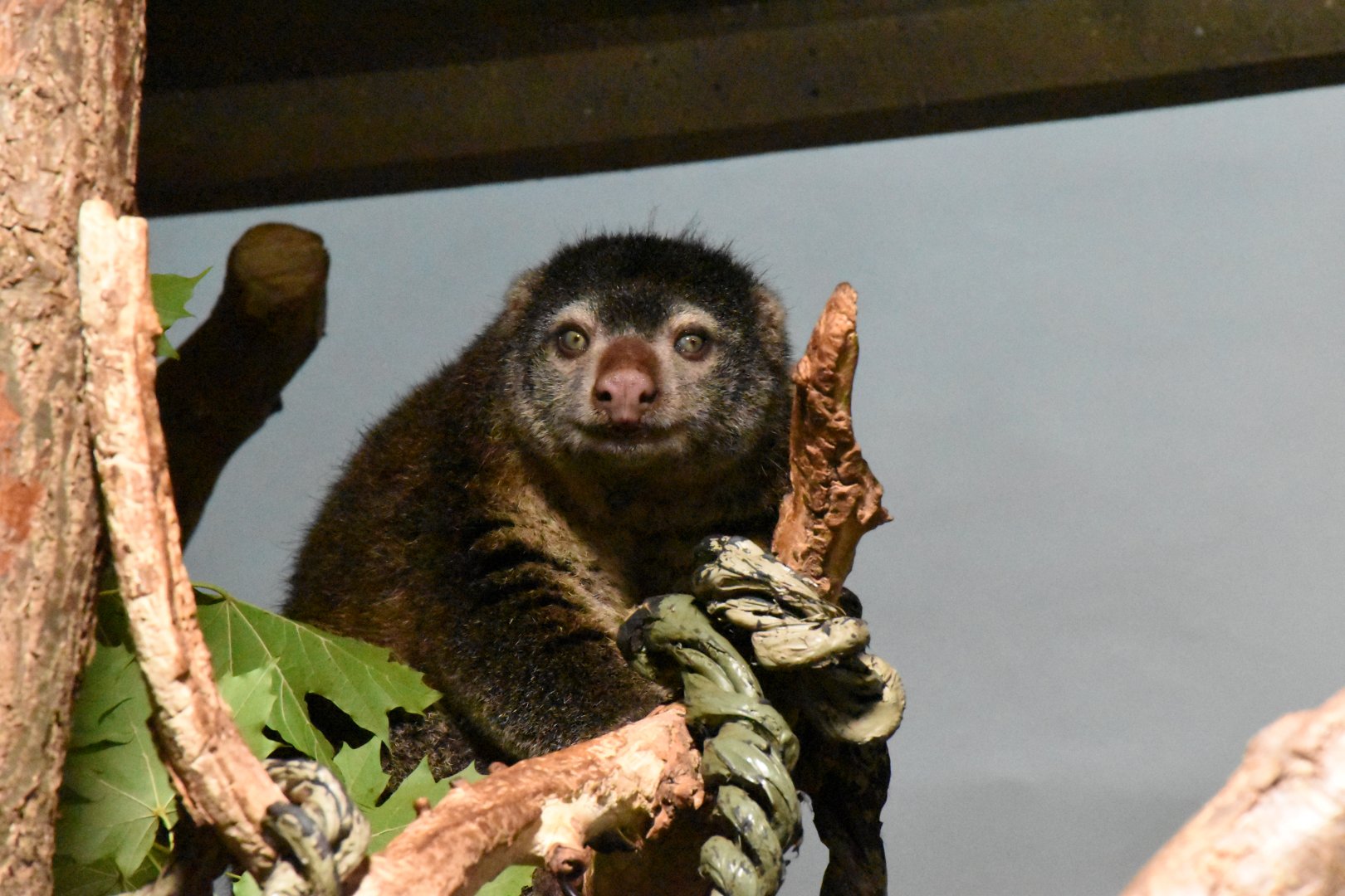 Sulawesi bear cuscus