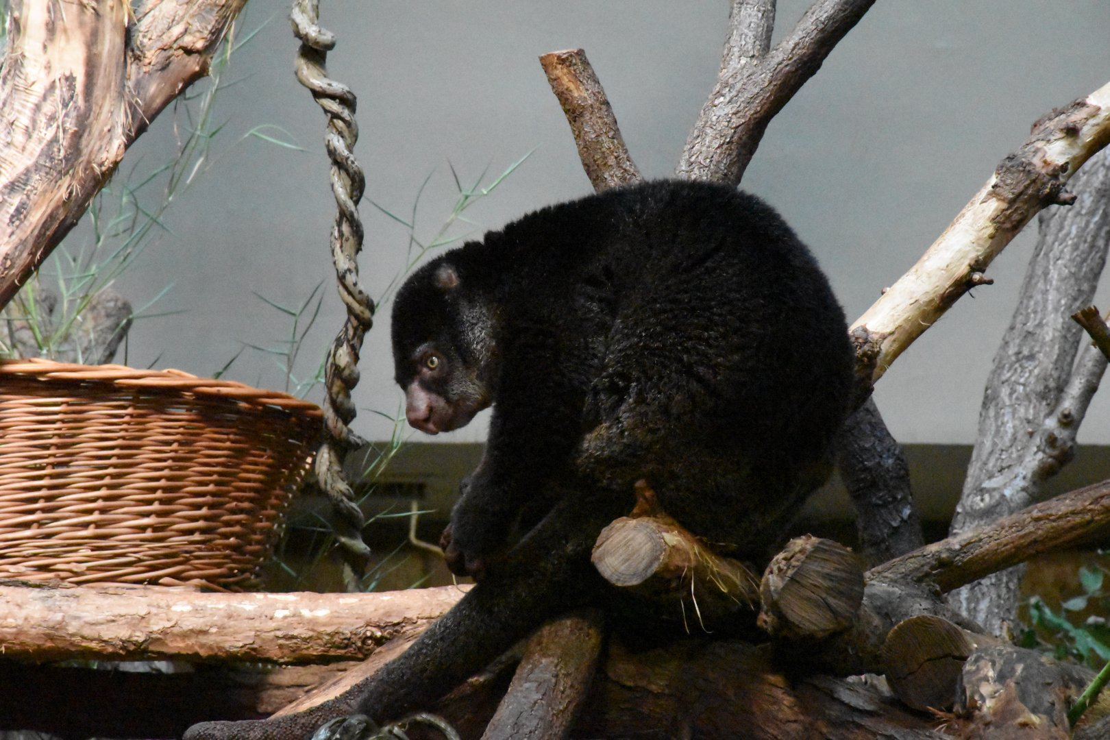 Sulawesi bear cuscus