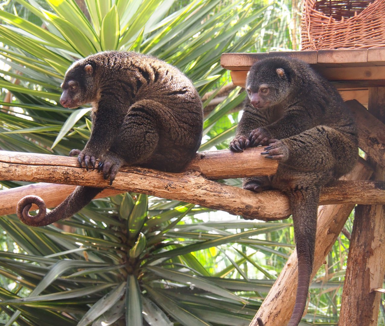 Sulawesi bear cuscuses (Ailurops ursinus), 2022-06-28