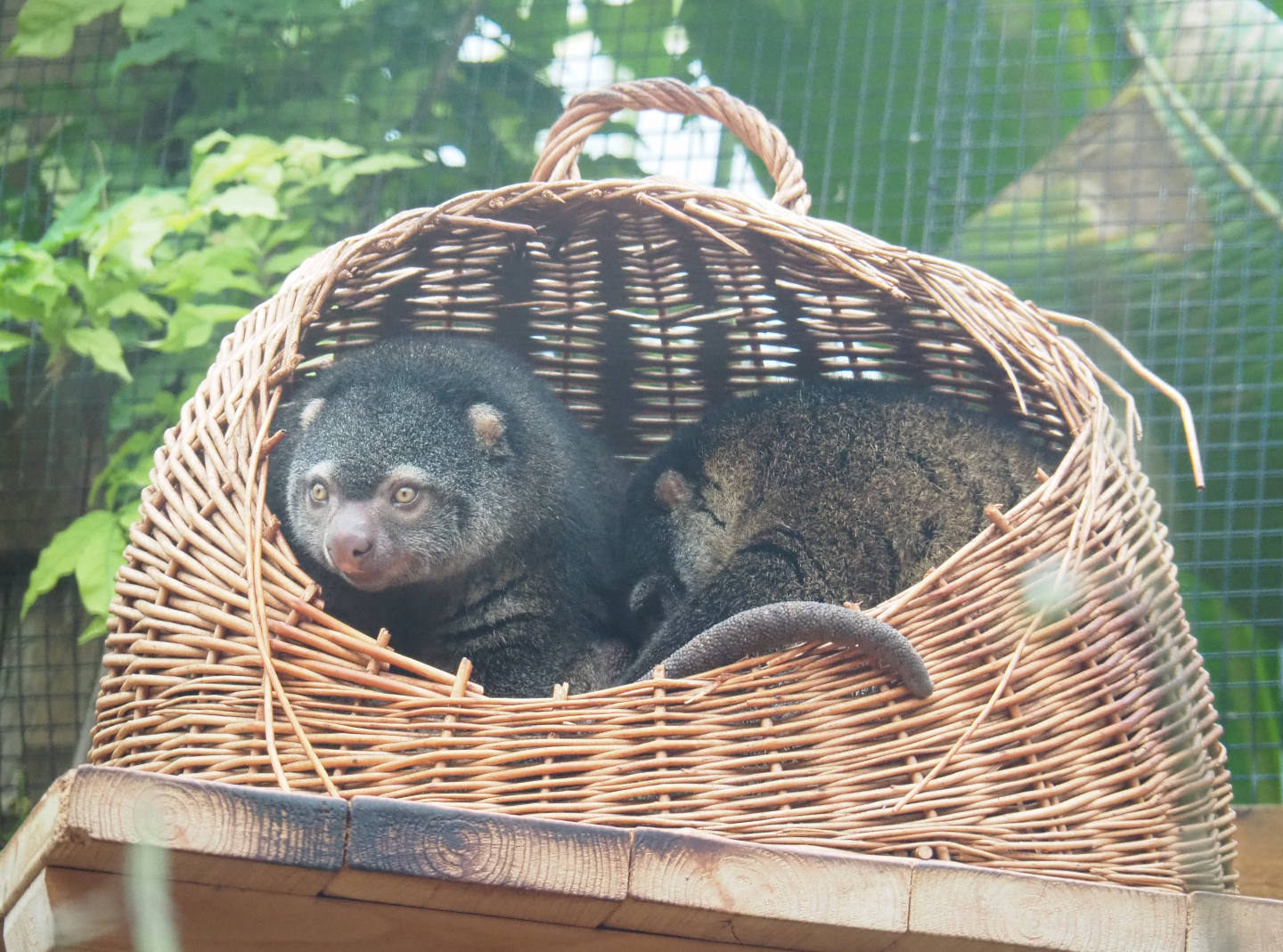 Sulawesi bear cuscuses (Ailurops ursinus) in wicker basket, 2022-09-14